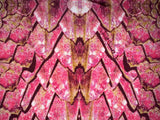 JUST CAVALLI Pink Snakeskin 3/4 Sleeve Top